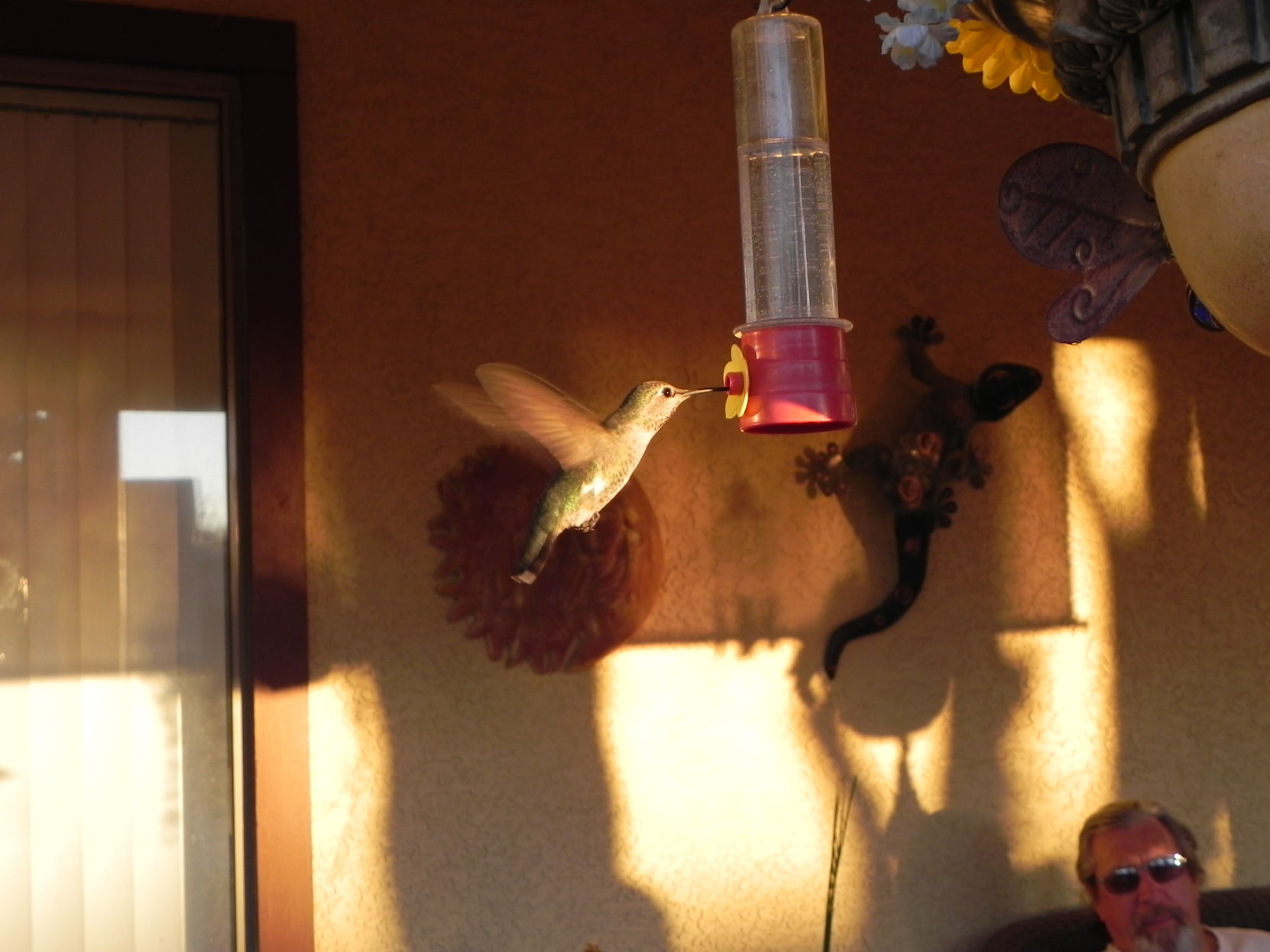 Hummingbirds from backyards and beyond